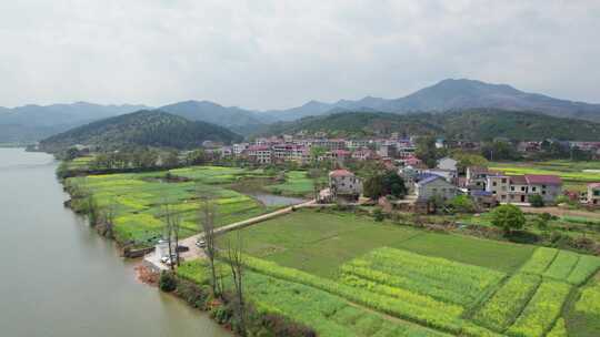 湖南省衡东县杨林镇洣水河畔油菜花航拍4k