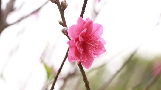 桃花花朵