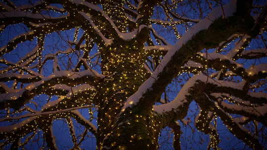 傍晚户外挂着彩灯的圣诞装饰树