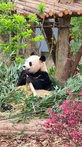 四川成都大熊猫繁育基地可爱的熊猫