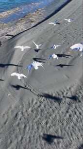 高清竖屏航拍新西兰瓦卡普蒂湖群鸟飞翔