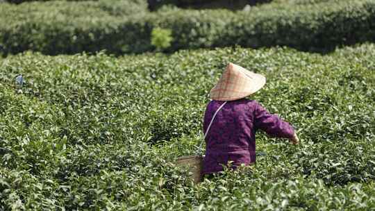 茶农采茶摘茶茶园茶树茶叶特写