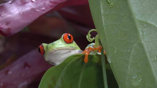 一只红眼树蛙趴在树叶上的特写镜头视频素材模板下载