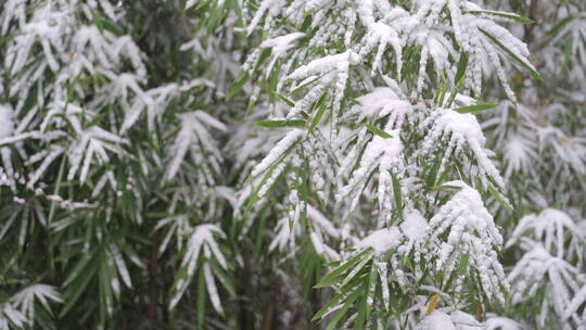 下雪瑞雪-竹叶积雪