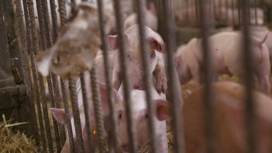 小猪在养猪场视频素材模板下载