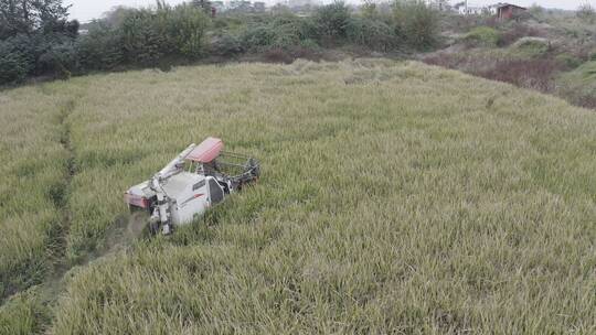 航拍联合收割机机械化收割稻谷