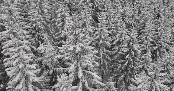 森林，奥地利，冬天，雪