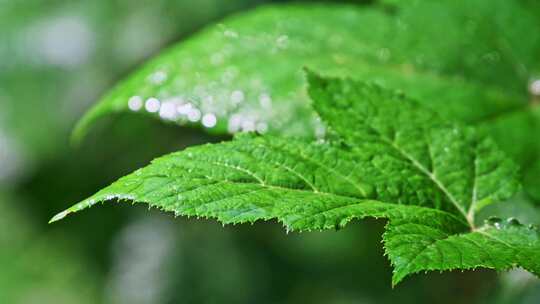 夏季早晨阳光植物叶子上的露水水珠