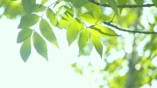 夏天阳光树叶唯美空镜头意境植物