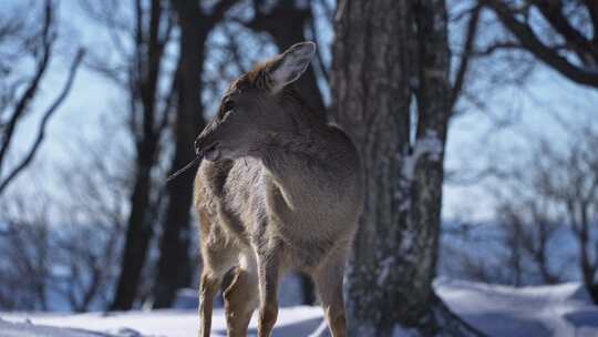 寒冷冬天野生动物梅花鹿在雪中吃食物奔跑