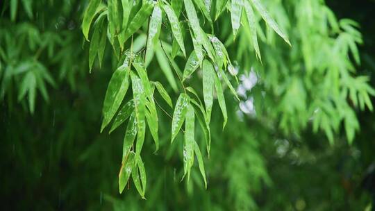 夏季雨天竹叶雨滴景观