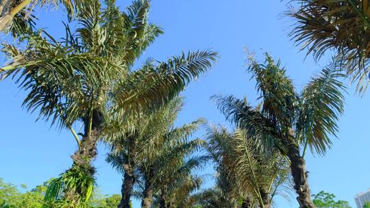 热带植物园林间小路两排树视频素材模板下载