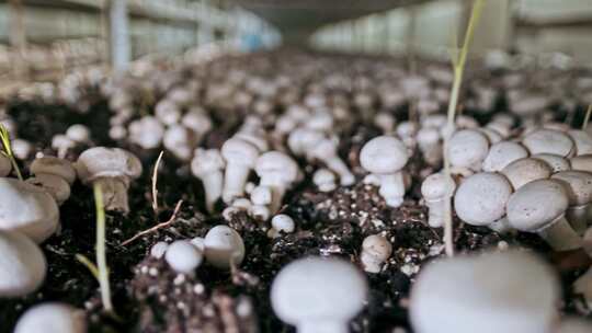 白蘑菇种植视频素材模板下载