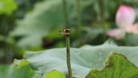 斑丽翅蜻、蜻蜓