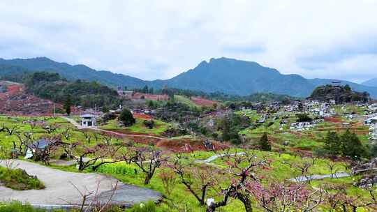 连平鹰嘴桃、鹰嘴桃花、连平桃花