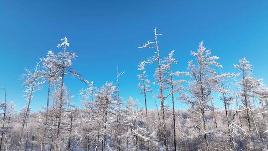 林海雪原银色松林