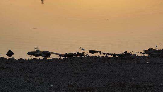 洛阳洛河日出鸟类生态环境航拍