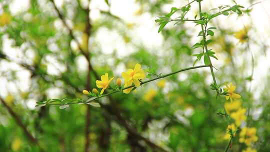 春天盛开的迎春花小黄花