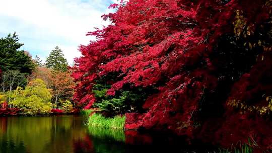 秋天秋季湖面枫树叶红叶林