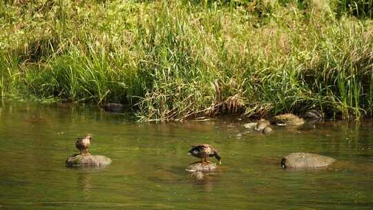 两只棕色的鸭子栖息在浅水绿色河流中的岩石