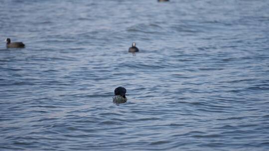 一群野鸭在西昌邛海一只潜水消失