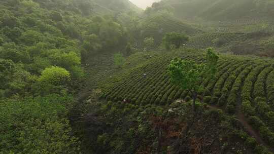 雾中俯瞰绿意盎然的茶园