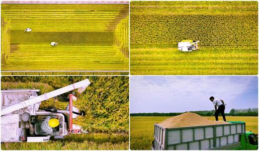 秋天水稻丰收稻田收割机收割水稻混剪合集高清在线视频素材下载