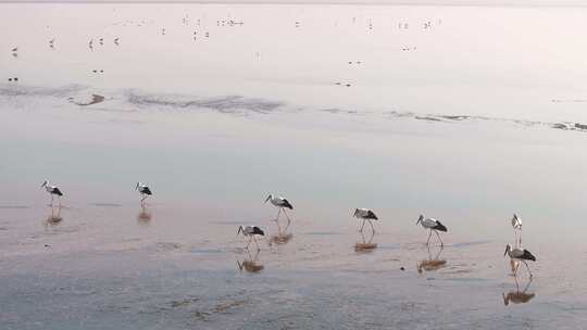 鄱阳湖候鸟越冬航拍