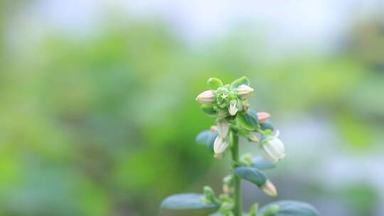 春天蓝莓开花