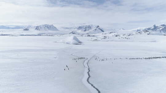 巴布亚企鹅群迁徙北极鸟瞰图视频素材模板下载