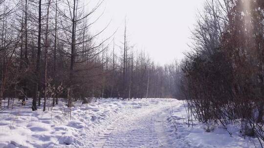 雪地森林雪道行走