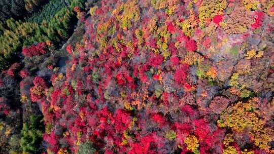 辽宁本溪秋天枫叶本桓公路