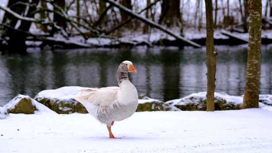 下雪天在岸边寻找食物的鸭子