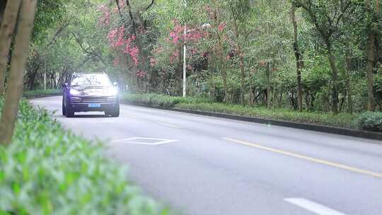 开满鲜花的公路，深圳香山中街车流