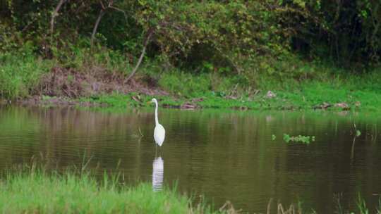湿地河水中觅食的白鹭