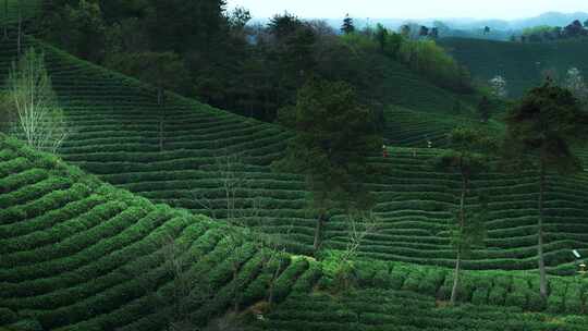 美丽茶园茶山茶文化航拍