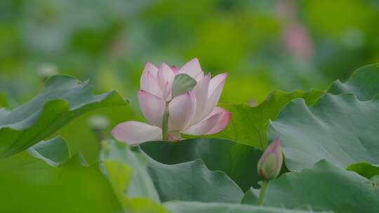 唯美荷花慢镜头 禅意 宁静