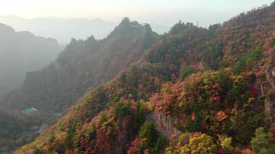 秋季森林自然风景实拍