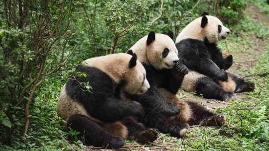 三只可爱国宝大熊猫坐在地上吃苹果视频素材模板下载