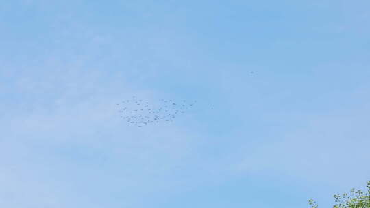 蓝天飞鸟群景象
