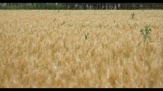 金黄色的小麦
