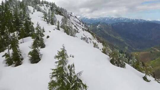 在雪山山顶的树丛中飞翔