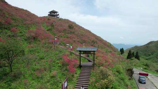 4k航拍湖南浏阳大围山森林公园杜鹃花海