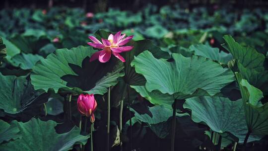 荷花自然涟漪露水池塘开花莲蓬公园花瓣雨诗