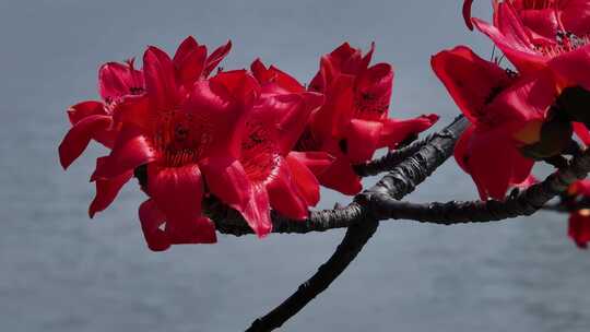 木棉花特写