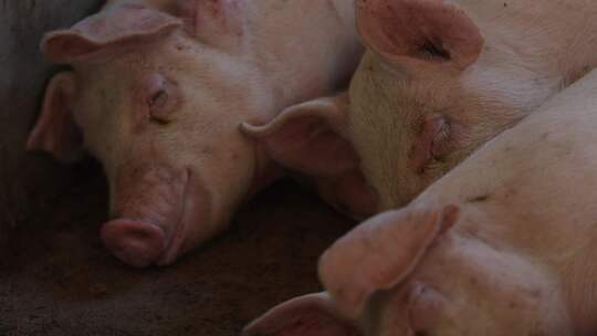 养猪场养殖视频素材模板下载