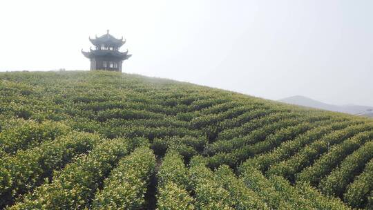 航拍安徽宣城郎溪大佛山养心谷绿茶园风景区