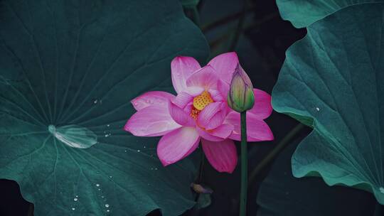 荷花自然涟漪露水池塘开花莲蓬公园花瓣雨诗