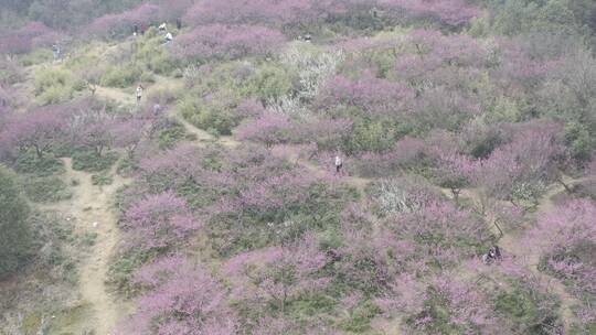 超山梅花航拍