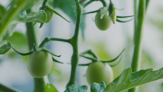 机械化现代化农业种西红柿圣女果延时成长